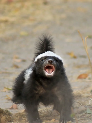 做个非洲富豪吧